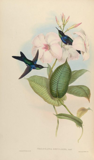 Thalurania refulgens = Thalurania furcata ferulgens de John Gould
